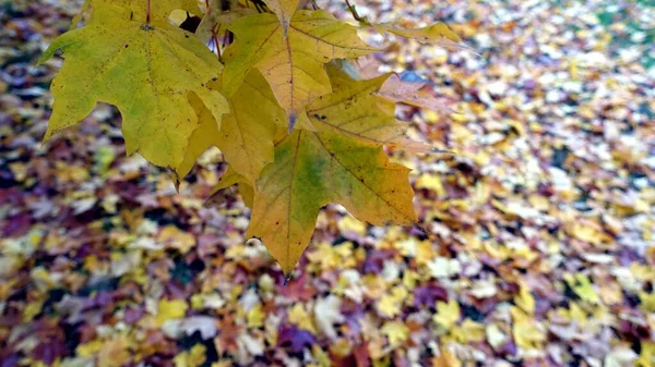 Der Herbst ist in den Vorstädten angekommen — Stockfoto