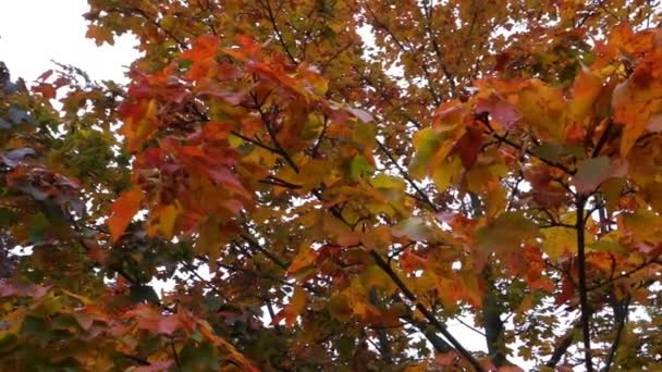 Der Herbst Ist Den Vorstädten Angekommen Und Blätter Verfärben Sich — Stockvideo