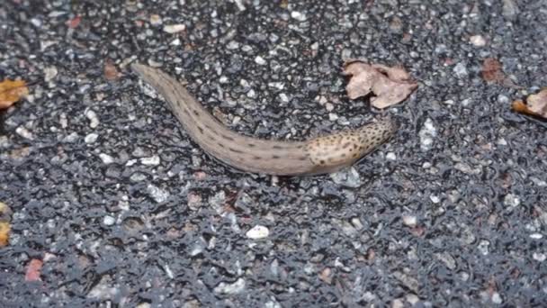 une luge de jardin géante bande calme à la lisière de la forêt 