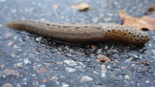 A giant gardenslug quiet strip at the edge of the forest — ストック動画