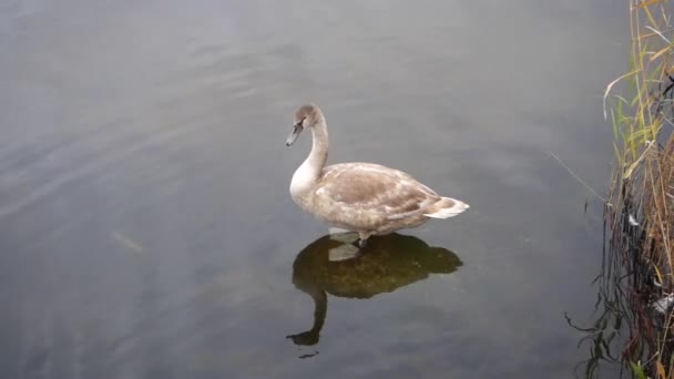 Vida do lago Um cisne jovem está descansando — Vídeo de Stock