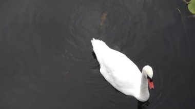 Göl hayatı Bir kuğu güvenli bir şekilde yüzer