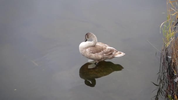 Vida do lago Um cisne jovem está descansando — Vídeo de Stock