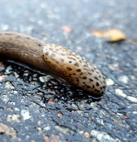 A giant gardenslug quiet strip at the edge of the forest — ストック写真