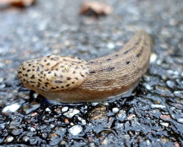 A giant gardenslug quiet strip at the edge of the forest — ストック写真
