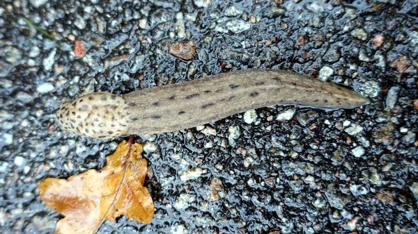 A giant gardenslug quiet strip at the edge of the forest — ストック写真