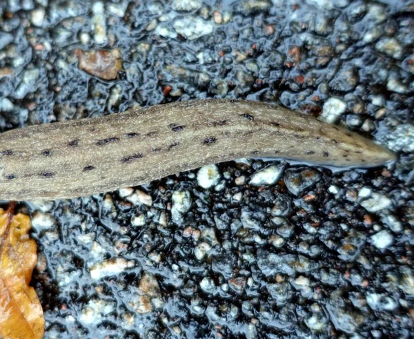 Un gigantesco giardiniere striscia tranquilla ai margini della foresta — Foto Stock