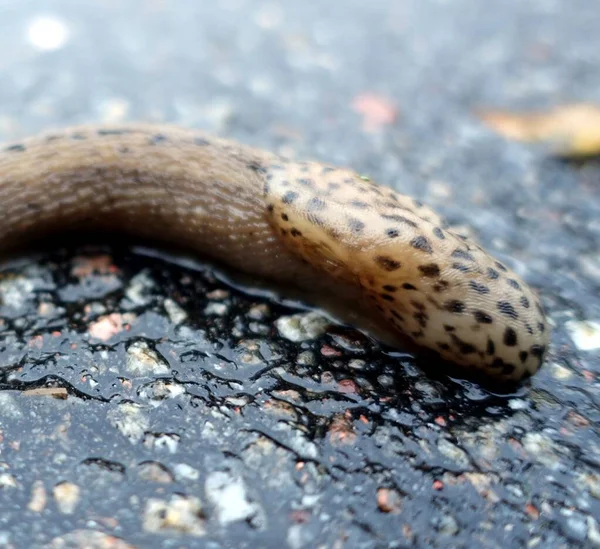 A giant gardenslug quiet strip at the edge of the forest — ストック写真