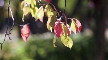 Güzel sarı yapraklar rüzgarda gelişir. Sonbahar parkında sabah, güzel ekran koruyucu, sunum için arka plan, bokeh. Şehir parkında, sonbahar yaprakları ılık yaz günlerine elveda der.