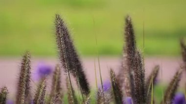 Güzel Pennisetum setaceum rubrum rüzgarda sallanıyor. Sonbahar güneşli bir gün. Çekici canlandırma arkaplanı, ekran koruyucu