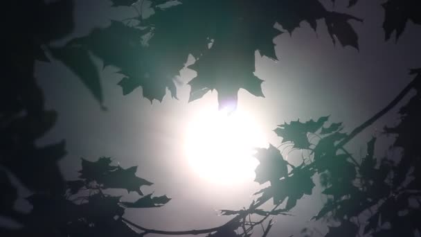 Последние Теплые Дни Осеннее Солнце Прорывается Сквозь Листья Подсветка Контуры — стоковое видео