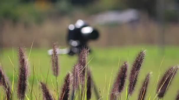 Het Prachtige Pennisetum Setaceum Rubrum Zwaait Wind Herfst Zonnige Dag — Stockvideo