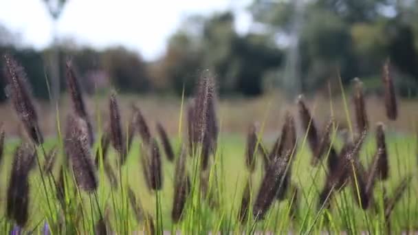 Het Prachtige Pennisetum Setaceum Rubrum Zwaait Wind Herfst Zonnige Dag — Stockvideo