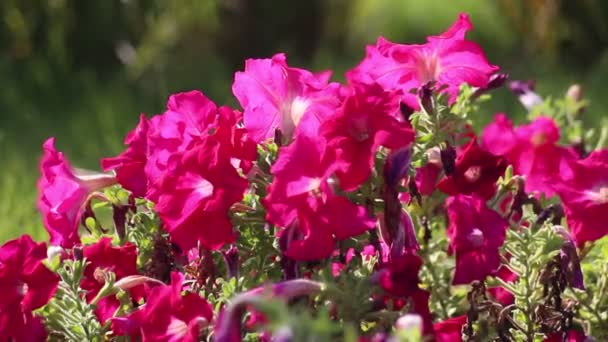 Hermosa Petunia Balancea Viento Día Soleado Otoño Atractivo Fondo Animación — Vídeo de stock