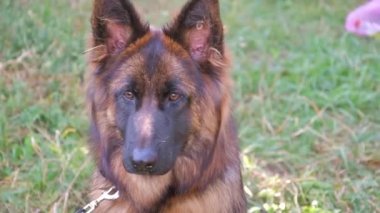 Genç, güzel, uzun saçlı Alman çoban köpeği, kendi türünün temsilcileri arasında yapılacak büyük bir yarışmada konuşma yapmaya hazırlanıyor. Sonunda o kazandı, birinciliği aldı.
