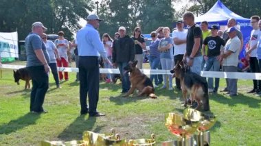 Chernihiv, Ukrayna - 8 Eylül 2019. Alman Çoban Şampiyonası. Köpekler, hakemlere ve izleyicilere türlerinin saflığını kanıtlamak için ringdeki tüm bilgi ve becerilerini gösterdiler..
