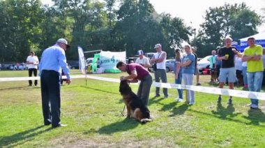 Chernihiv, Ukrayna - 8 Eylül 2019. Alman Çoban Şampiyonası. Köpekler, hakemlere ve izleyicilere türlerinin saflığını kanıtlamak için ringdeki tüm bilgi ve becerilerini gösterdiler..