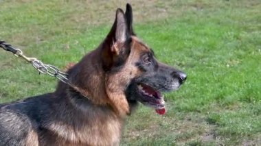 Chernihiv, Ukrayna - 8 Eylül 2019. Alman Çoban Şampiyonası. Köpekler, hakemlere ve izleyicilere türlerinin saflığını kanıtlamak için ringdeki tüm bilgi ve becerilerini gösterdiler..