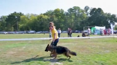 Chernihiv, Ukrayna - 8 Eylül 2019. Alman Çoban Şampiyonası. Köpekler, hakemlere ve izleyicilere türlerinin saflığını kanıtlamak için ringdeki tüm bilgi ve becerilerini gösterdiler..