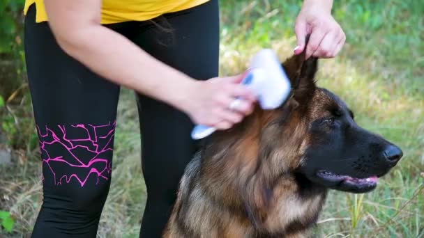 Genç Güzel Uzun Saçlı Alman Çoban Köpeği Kendi Türünün Temsilcileri — Stok video