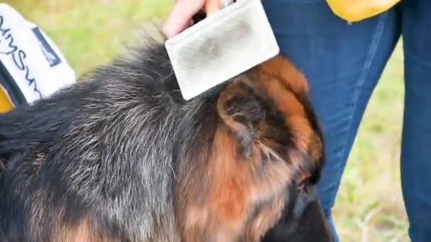 Genç Güzel Uzun Saçlı Alman Çoban Köpeği Kendi Türünün Temsilcileri — Stok video