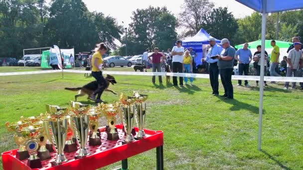 Chernihiv Ucrania Septiembre 2019 Campeonato Alemán Pastor Los Perros Mostraron — Vídeo de stock