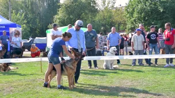 Chernihiv Ukrayna Eylül 2019 Alman Çoban Şampiyonası Köpekler Hakemlere Izleyicilere — Stok video