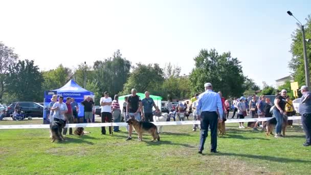 Chernihiv Ukraine September 2019 Deutsche Schäferhundemeisterschaft Hunde Zeigten Ihr Ganzes — Stockvideo