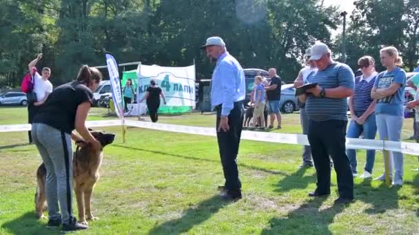 Chernihiv Ukrayna Eylül 2019 Alman Çoban Şampiyonası Köpekler Hakemlere Izleyicilere — Stok video