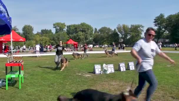 Chernihiv Ukrayna Eylül 2019 Alman Çoban Şampiyonası Köpekler Hakemlere Izleyicilere — Stok video