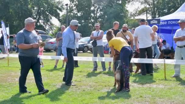 Chernihiv Oekraïne September 2019 Duits Herderskampioenschap Honden Toonden Hun Kennis — Stockvideo