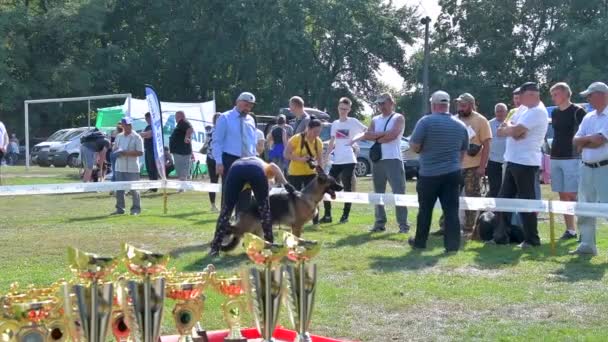 Chernihiv Ukraine September 2019 Deutsche Schäferhundemeisterschaft Hunde Zeigten Ihr Ganzes — Stockvideo