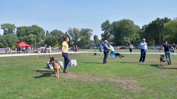 Chernihiv Ukraine September 2019 Deutsche Schäferhundemeisterschaft Hunde Zeigten Ihr Ganzes — Stockvideo