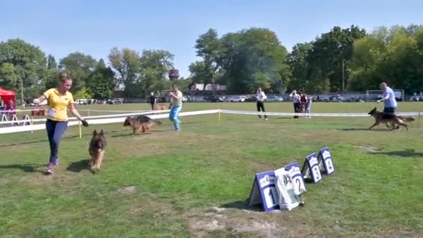 Czernihów Ukraina Września 2019 Mistrzostwa Owczarków Niemieckich Psy Pokazały Całą — Wideo stockowe