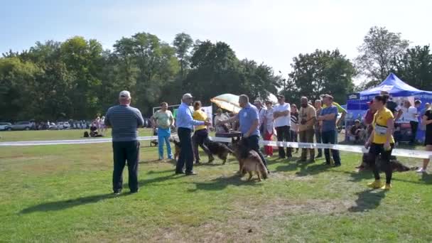 Chernihiv Ukraine September 2019 German Shepherd Championship Dogs Showed All — ストック動画
