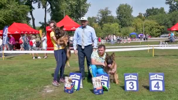 Chernihiv Oekraïne September 2019 Duits Herderskampioenschap Honden Toonden Hun Kennis — Stockvideo