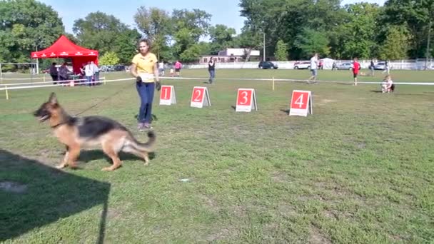 Chernihiv Oekraïne September 2019 Duits Herderskampioenschap Honden Toonden Hun Kennis — Stockvideo
