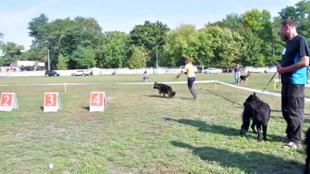 Chernihiv Ukrayna Eylül 2019 Alman Çoban Şampiyonası Köpekler Hakemlere Izleyicilere — Stok video