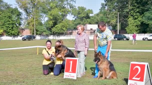 Chernihiv Ukrayna Eylül 2019 Alman Çoban Şampiyonası Köpekler Hakemlere Izleyicilere — Stok video