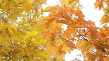Güzel sonbahar yaprakları bir dönüşümde gelişir. Altın zamanı. Eğlence parkı. Doğa ağaçlara güzel kıyafetler giydirir. Karınca yolculuğu