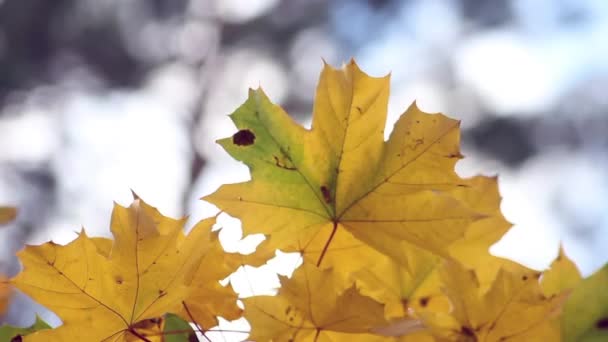 美しい秋の葉は転換期に発達します 黄金時代だレジャーパーク 自然は美しい衣装で木をドレスアップ バックライト 美しいボケ — ストック動画