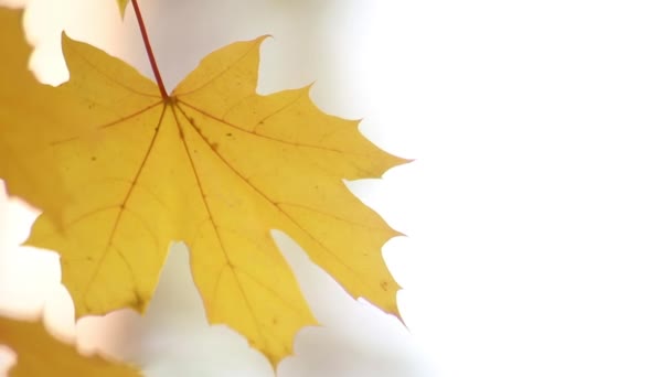 Prachtige Herfstbladeren Ontwikkelen Zich Een Vert Gouden Tijd Vrije Tijd — Stockvideo