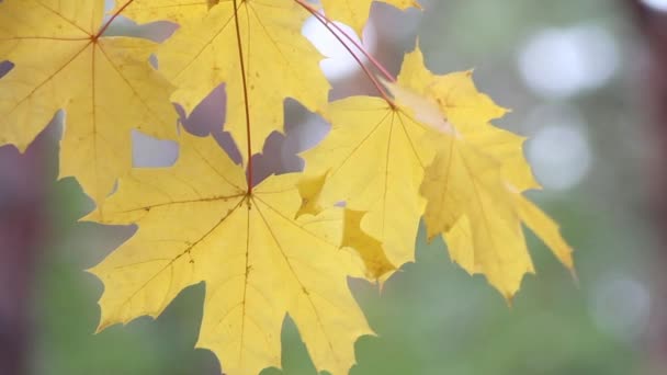 Auf Einem Vert Entwickeln Sich Schöne Herbstblätter Goldene Zeiten Freizeitpark — Stockvideo