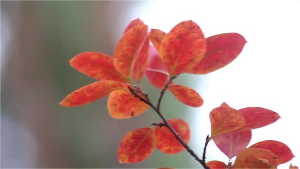 Gyönyörű Őszi Levelek Fejlődnek Egy Kanyarban Itt Idő Szabadidőpark Természet — Stock videók