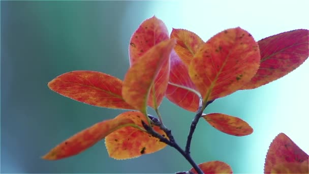 Auf Einem Vert Entwickeln Sich Schöne Herbstblätter Goldene Zeiten Freizeitpark — Stockvideo