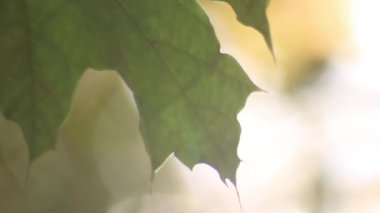 Güzel sonbahar yaprakları bir dönüşümde gelişir. Altın zamanı. Eğlence parkı. Doğa ağaçlara güzel kıyafetler giydirir. Karınca yolculuğu