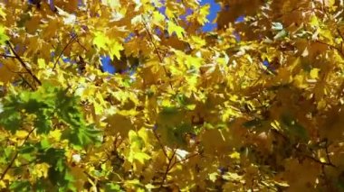 Güzel sonbahar yaprakları bir dönüşümde gelişir. Altın zamanı. Eğlence parkı. Doğa ağaçlara güzel kıyafetler giydirir. Karınca yolculuğu