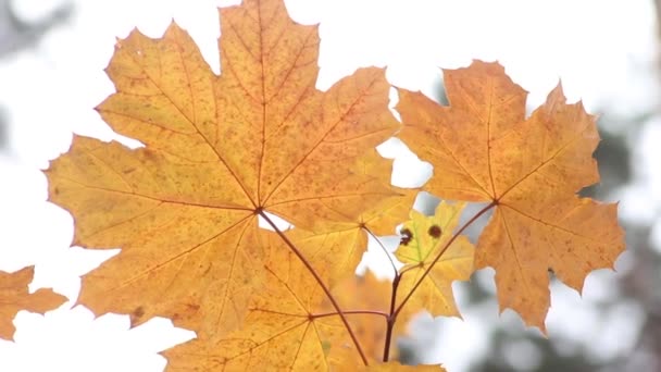 美しい秋の葉は転換期に発達します 黄金時代だレジャーパーク 自然は美しい衣装で木をドレスアップ アリの旅 — ストック動画