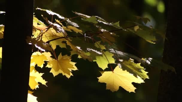 Auf Einem Vert Entwickeln Sich Schöne Herbstblätter Goldene Zeiten Freizeitpark — Stockvideo