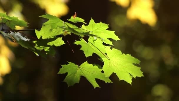 Красивые Осенние Листья Развиваются Верте Золотое Время Парк Отдыха Природа — стоковое видео
